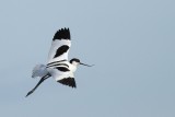 Kluut - Pied Avocet