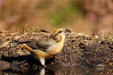 Kruisbek Red Crossbill (Loxia curvirostra)