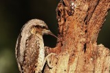 Draaihals - Eurasian Wryneck (Jynx torquilla)