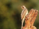 Draaihals - Eurasian Wryneck (Jynx torquilla)