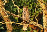 Ransuil - Long-eared Owl - Asio otus