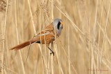 Baardman - Bearded Reedling