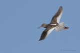 Tureluur - Redshank