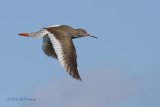 Tureluur - Redshank