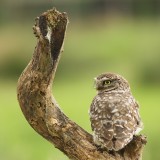 Steenuil - Little Owl - Athene noctua