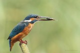 IJsvogel - Alcedo atthis