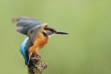 IJsvogel - Common Kingfisher