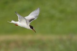 Visdief - Sterna hirundo