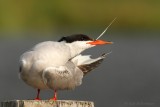 Visdief - Sterna hirundo