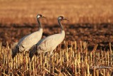 Kraanvogel - Eurasian Crane (Grus grus)