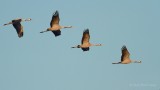 Kraanvogel - Eurasian Crane (Grus grus)