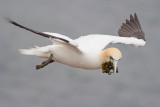 Jan-van-Gent - Northern Gannet (Morus bassanus)