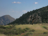 Shoe tree on the Beeline near Mt. Ord