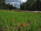 Frogs eye view