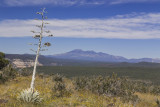 Agave and San Francisco Peaks