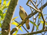 Flodsngare-River warbler-(Locustella Subbuteo)