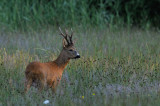 Rdjur-Roe deer-(Capreolus Capreolus)