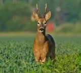 Rdjur-Roe deer-(Capreolus Capreolus)