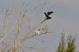 Svartvingad glada-Blackwinged kite-(Elanus Caeruleus)