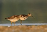 Grnbena-Wood sandpiper-(Tringa Glareola)