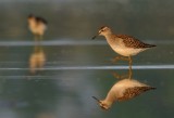 Grnbena-Wood sandpiper-(Tringa Glareola)