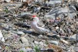 Hoary Redpoll