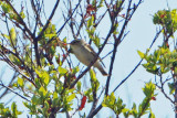 Arctic Warbler