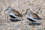 Dunlins