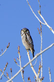 Northern Hawk Owl