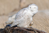 Snowy Owl