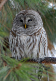 Barred Owl