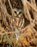 Northern saw-whet owl