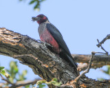 Lewiss Woodpecker