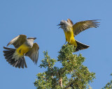 Western Kingbirds