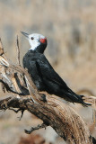 White-headed woodpecker