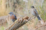 Western bluebirds