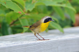 Common Yellowthroat