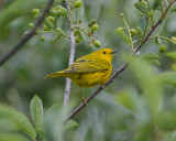 Yellow Warbler