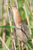 Least Bittern