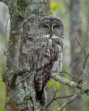 Great Grey Owl