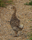 Sharp-tailed Grouse