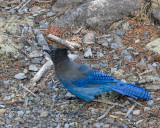 Stellers Jay