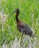 White-faced Ibis