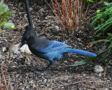 Stellers Jay