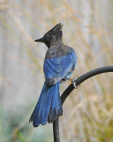 Stellers Jay