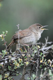 House Wren