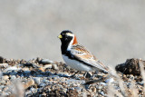 Lapland Longspur