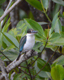 Collared kingfisher