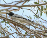 Black-faced cuckooshrike