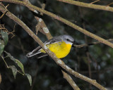 Eastern Yellow Robin